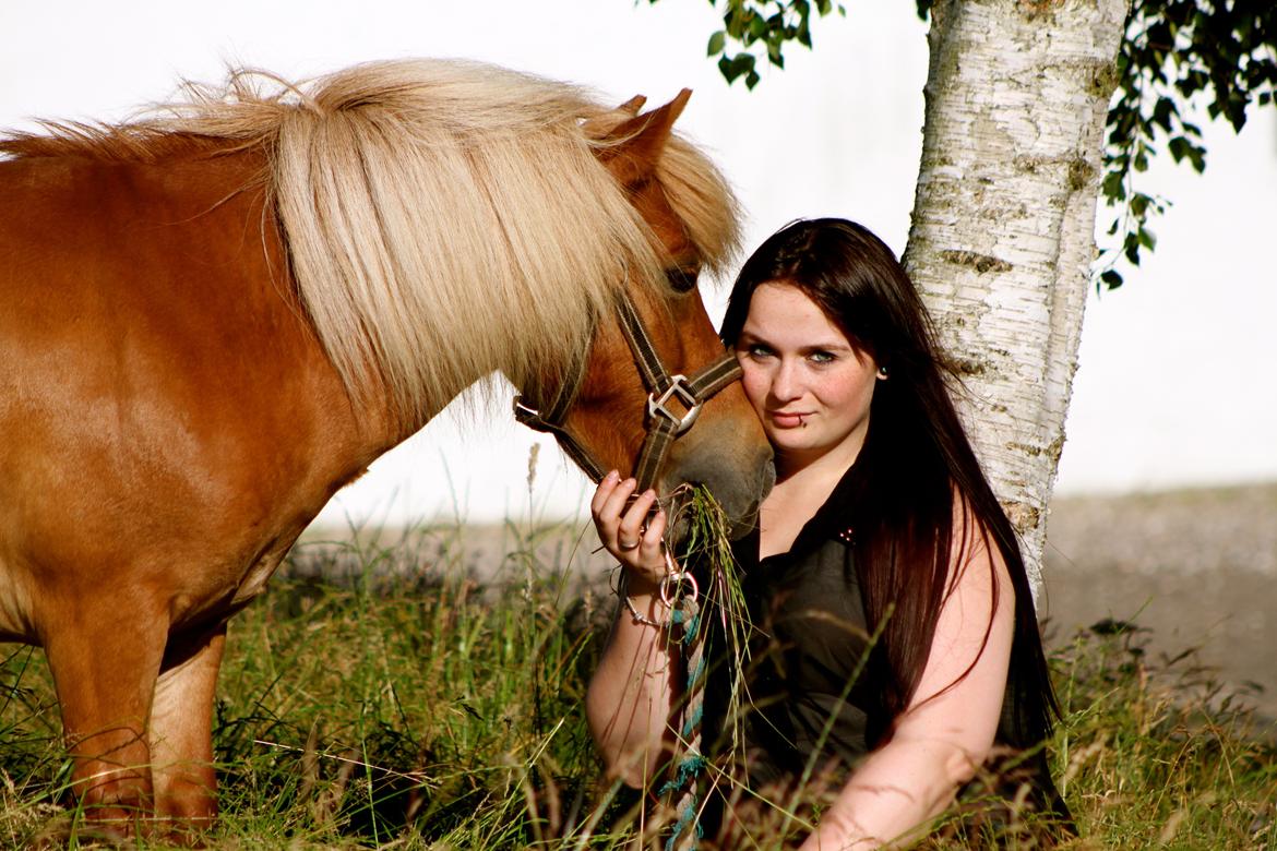 Shetlænder Victor billede 16
