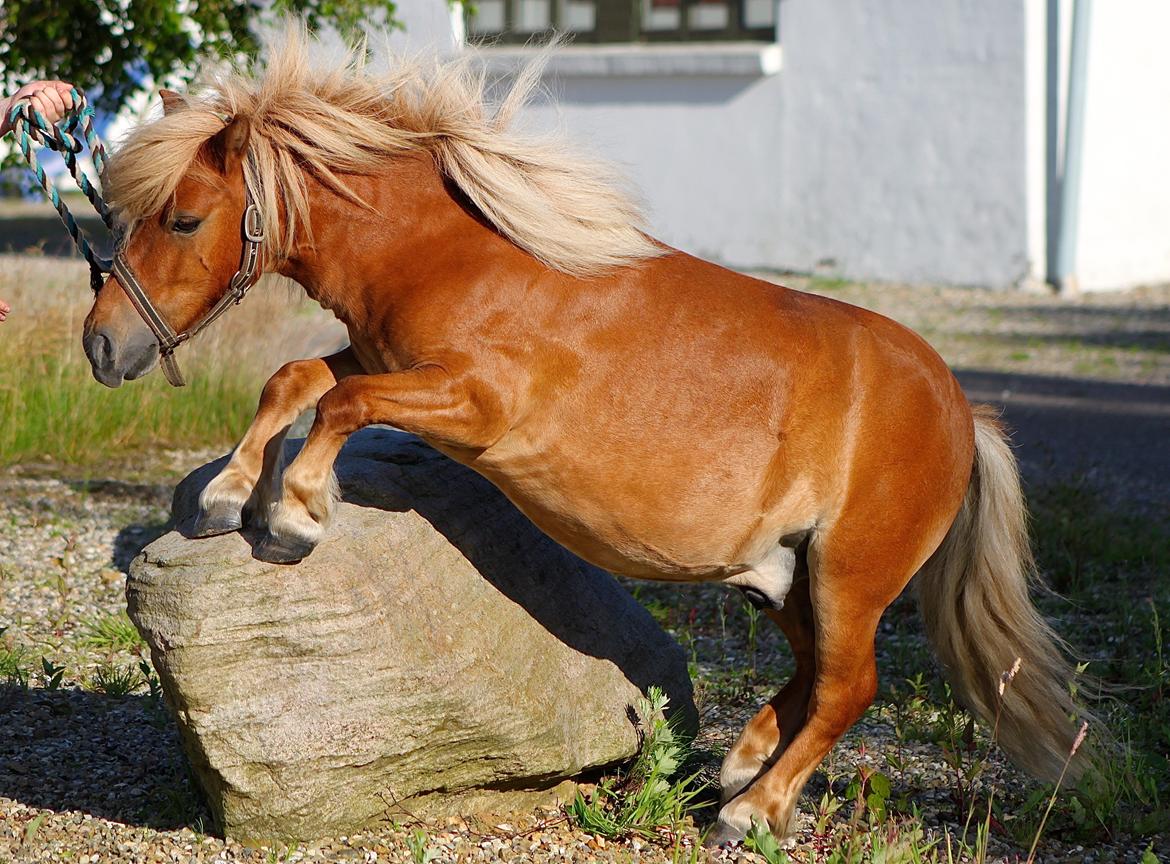 Shetlænder Victor billede 11