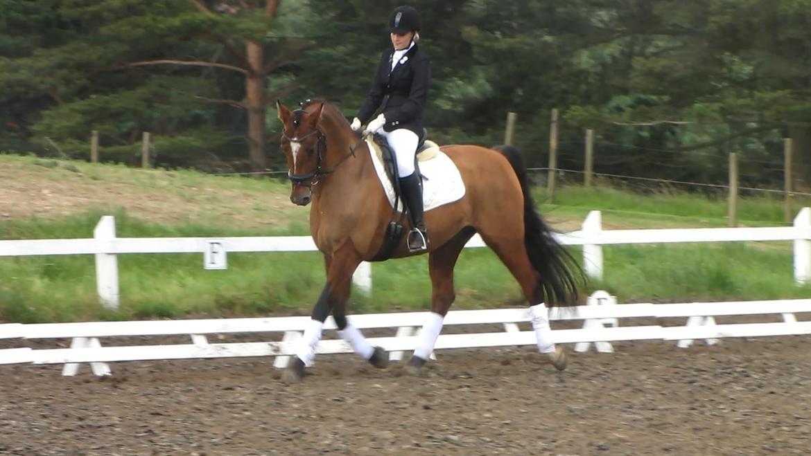 Dansk Varmblod Candor Højvang billede 20