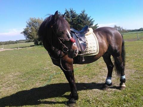 Koldblodstraver Nording billede 16