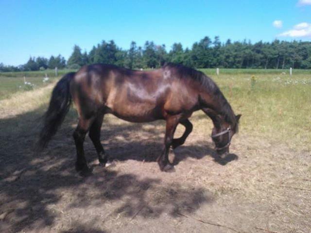 Koldblodstraver Nording billede 19