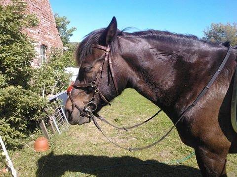 Koldblodstraver Nording billede 20