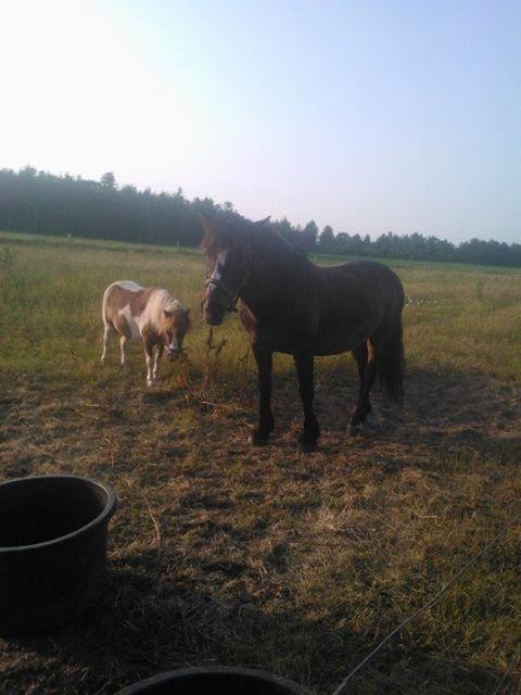 Koldblodstraver Nording billede 21