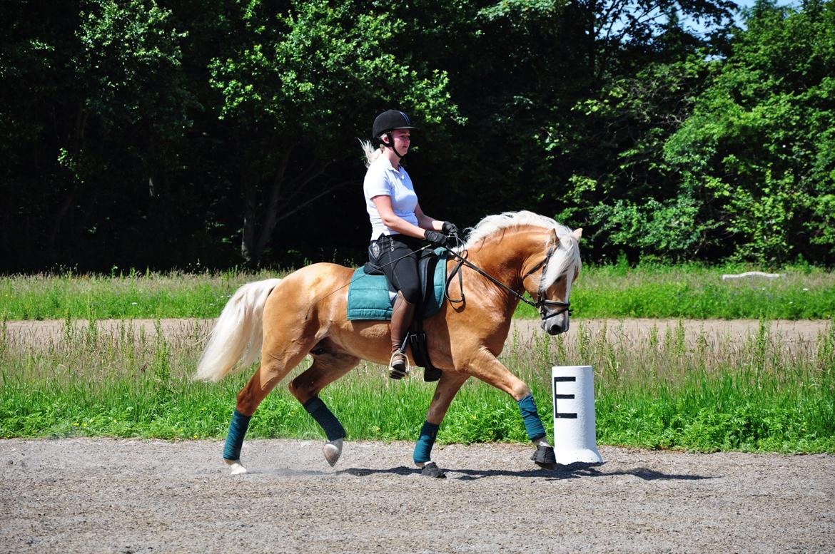 Haflinger Baflo af Brunbjerg - Avlshingst billede 5