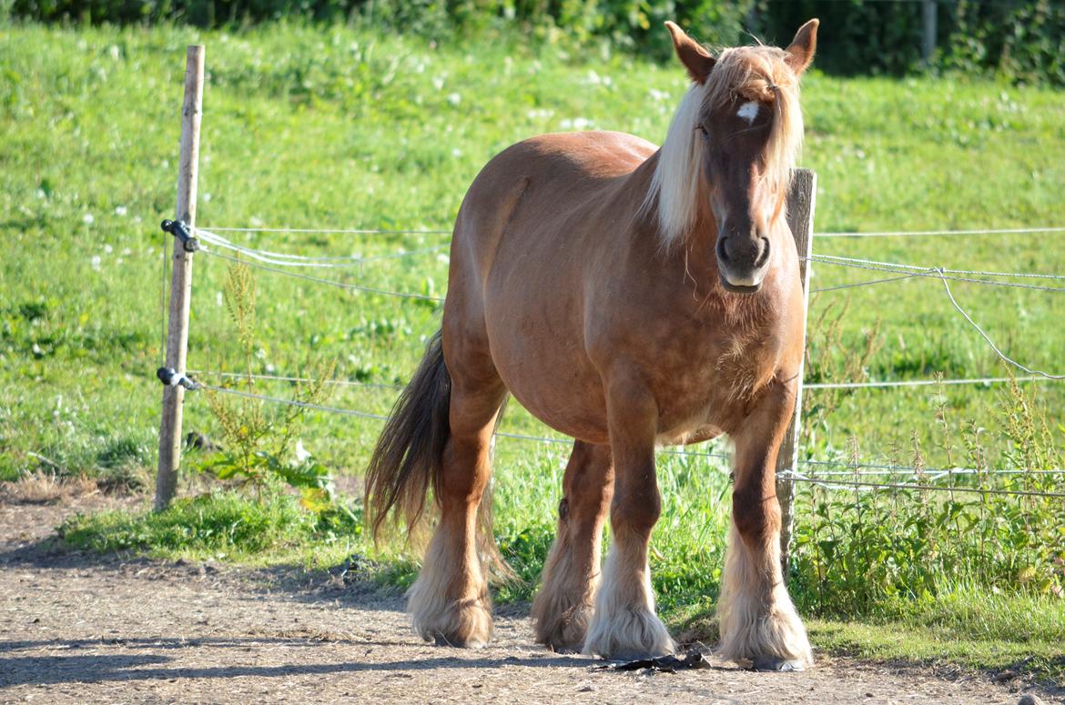 Jyde Mary - 10-07-2013 billede 9