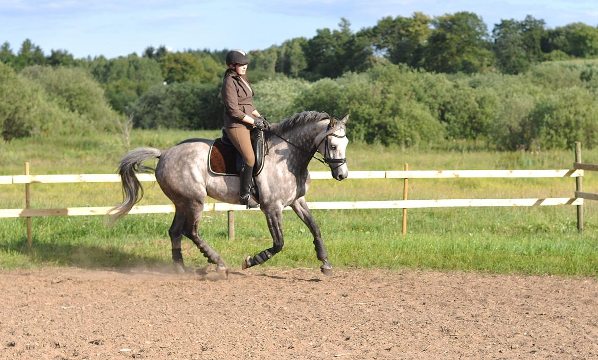 Holstener Colt 45 billede 15