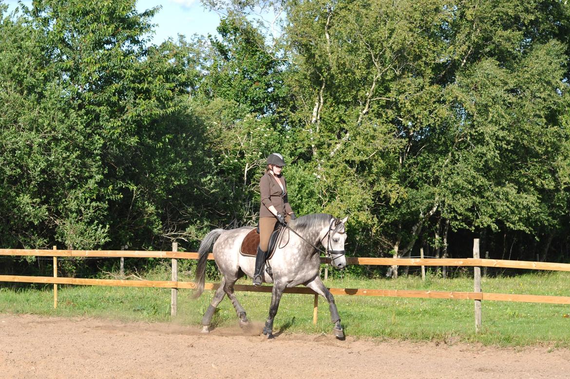 Holstener Colt 45 billede 31