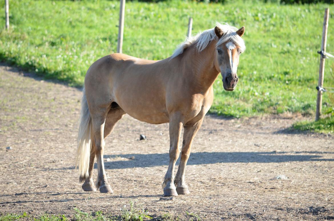 Haflinger Abbi rundhøj - 10-07-2013 billede 10