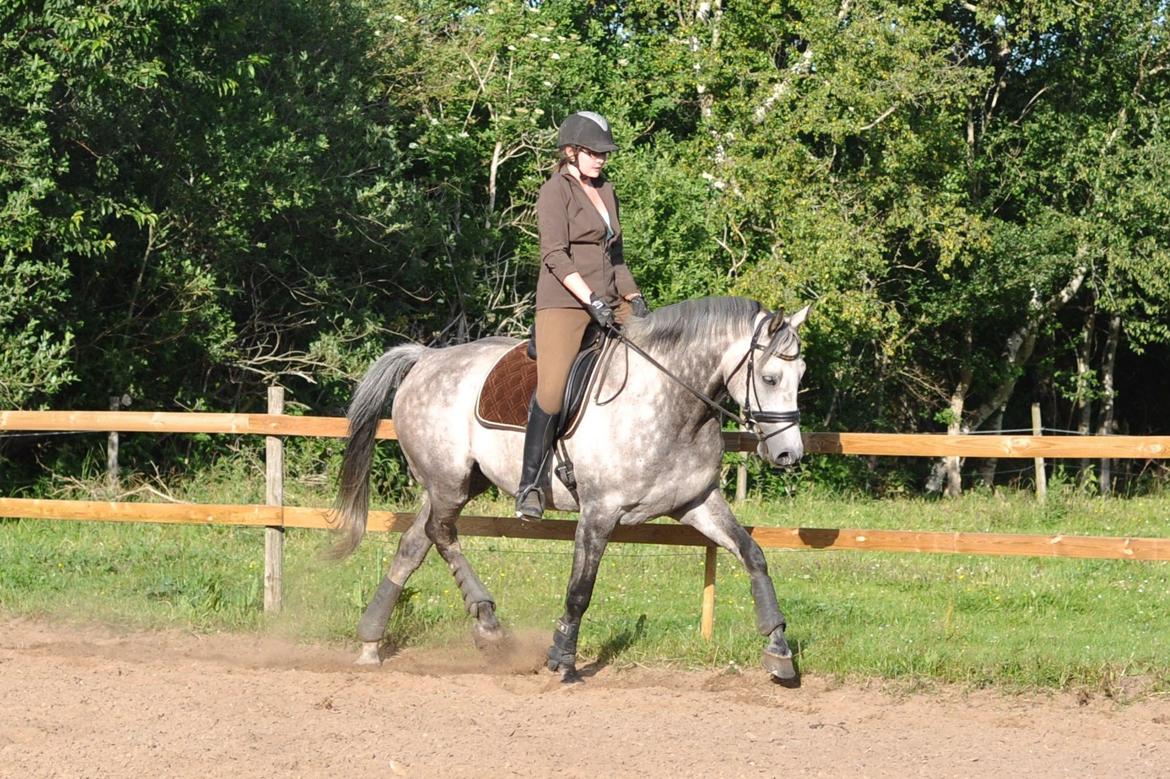 Holstener Colt 45 billede 10