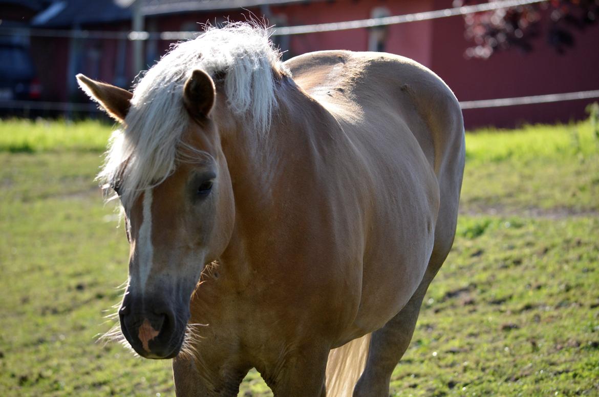 Haflinger Abbi rundhøj - 10-07-2013 billede 11