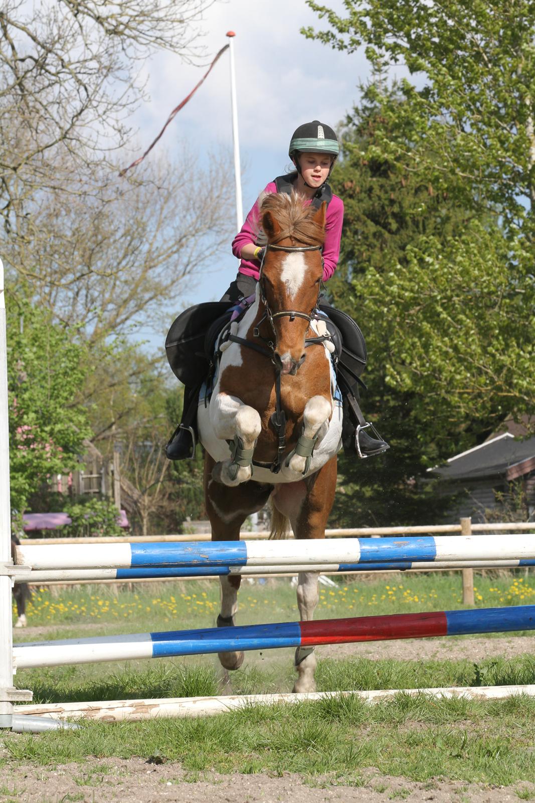 Hollandsk Sportspony Nelly - er til spring undervisnig  billede 9