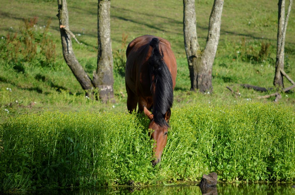 Anden særlig race Enghavegaards Fifty Cent - 10-07-2013 billede 18