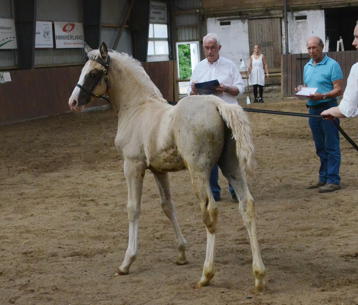 Palomino Søvangs Miss Dior billede 15