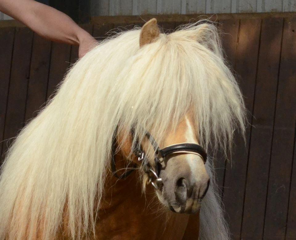 Hollandsk Miniature Tuck V. `Hemke billede 1