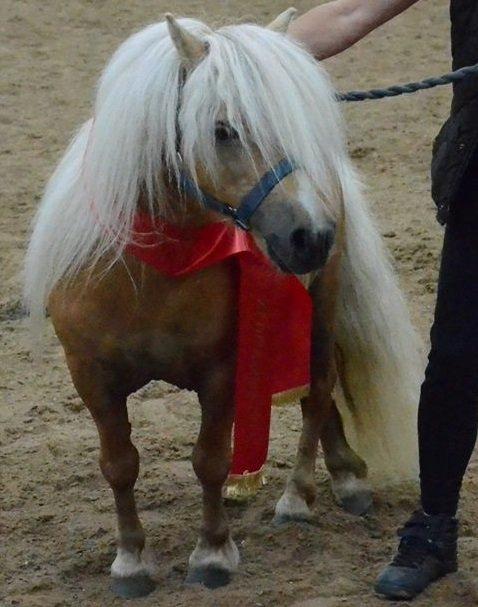 Hollandsk Miniature Tuck V. `Hemke billede 3