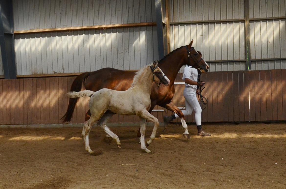 Palomino Søvangs Miss Dior billede 16