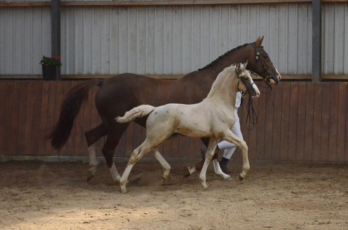 Palomino Søvangs Miss Dior billede 17