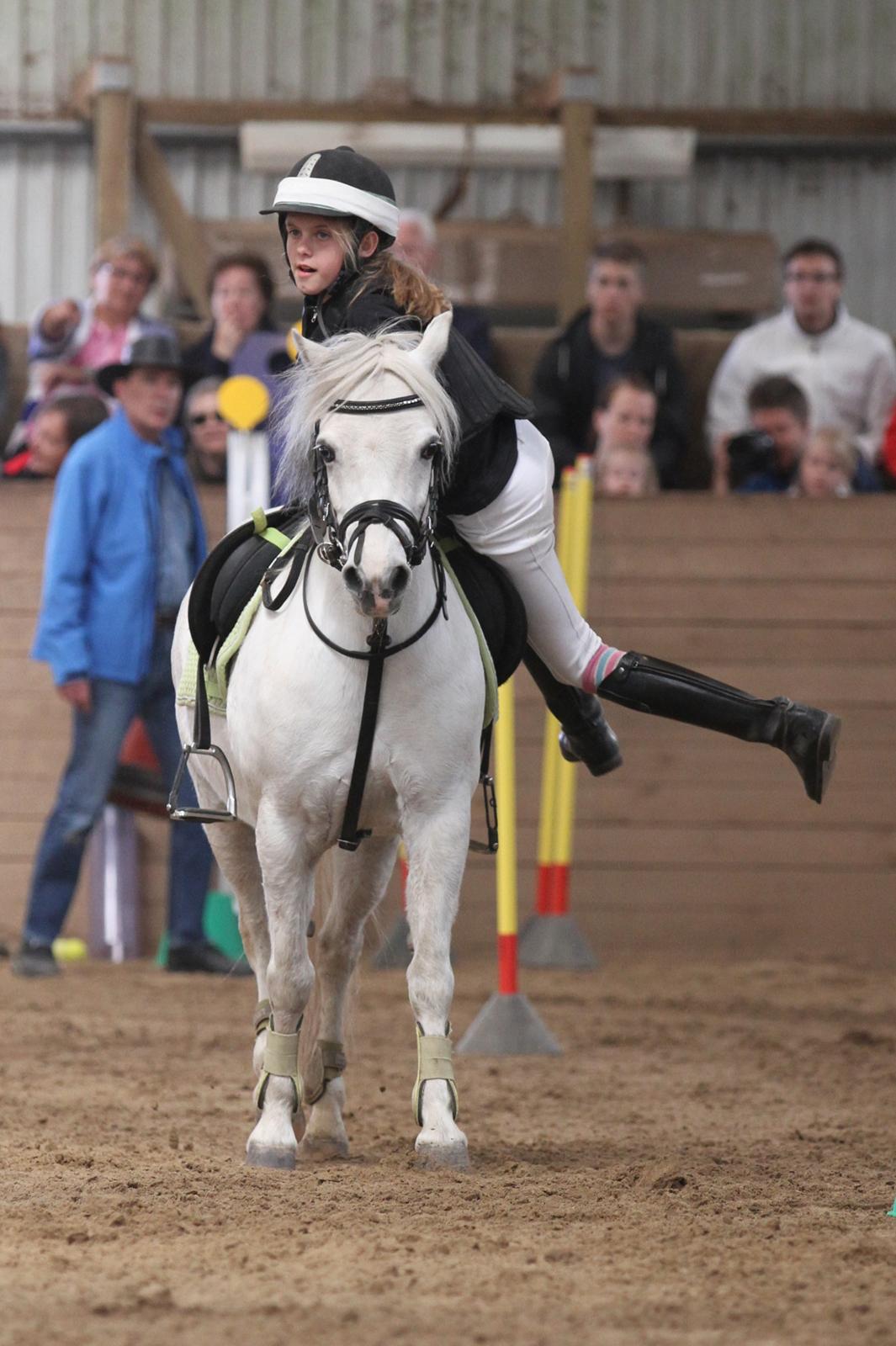 Welsh Mountain (sec A) Nelly - se jeg kan flyve billede 10