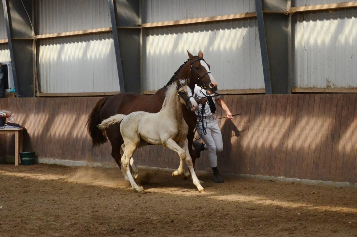 Palomino Søvangs Miss Dior billede 18