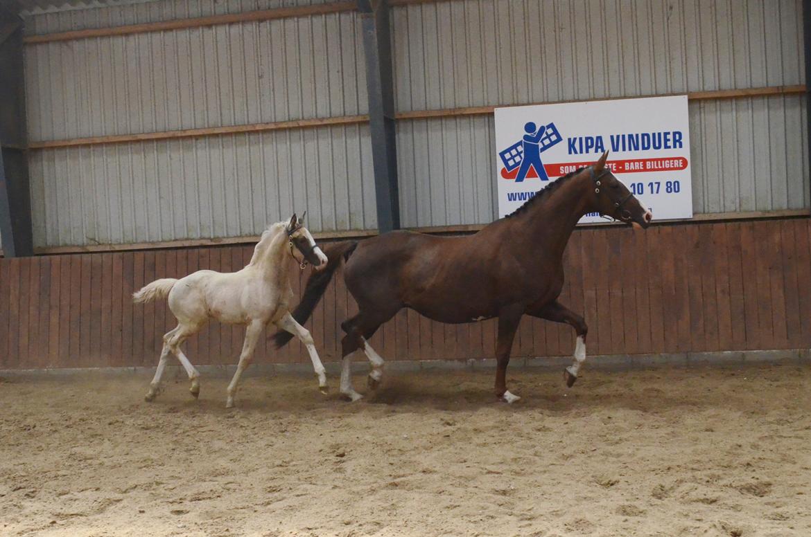 Palomino Søvangs Miss Dior billede 19