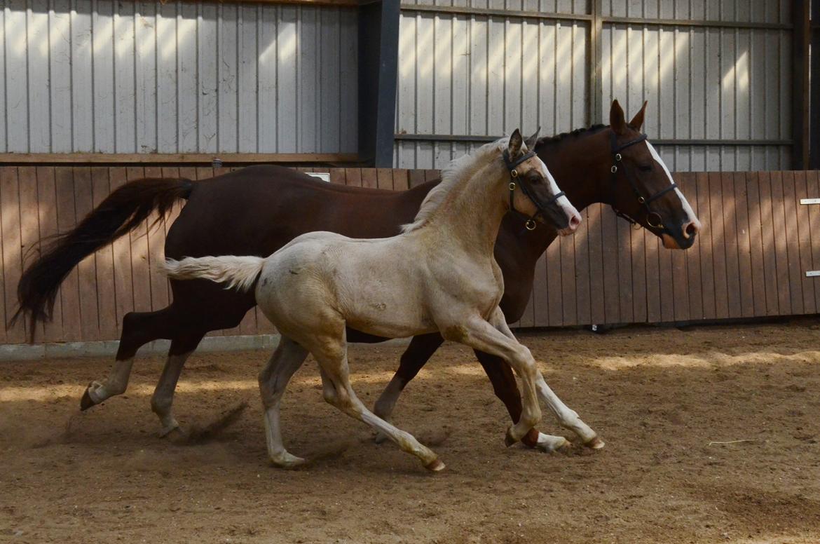 Palomino Søvangs Miss Dior billede 20