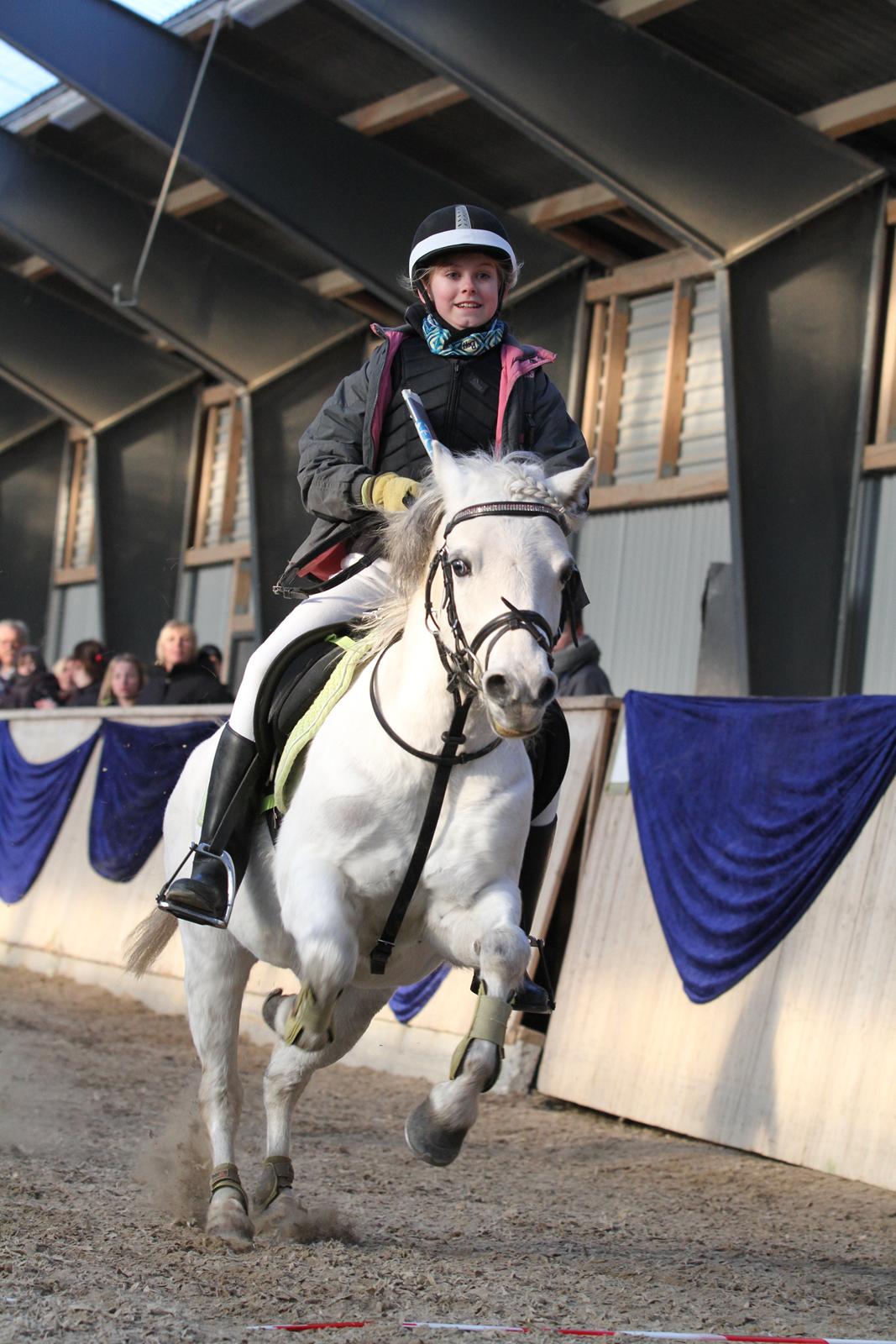 Welsh Mountain (sec A) Nelly - Hurtig, men ikke så hurtigt billede 11