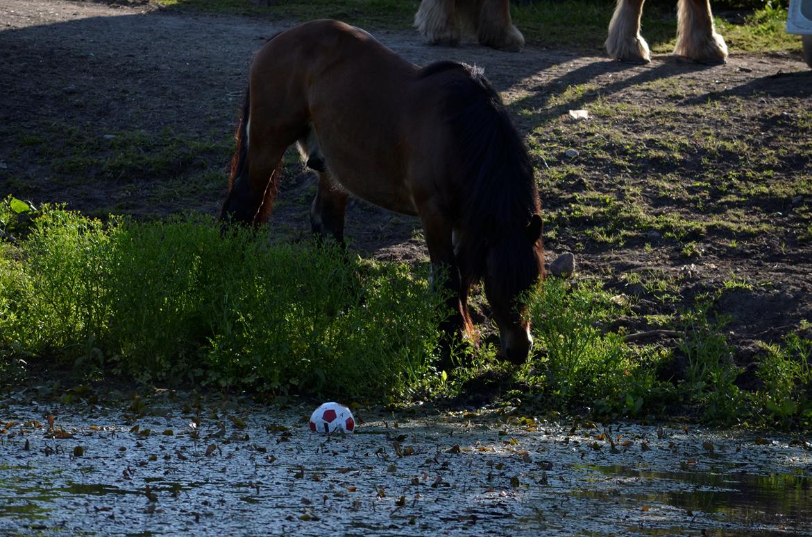 Jyde Hans - 10-07-2013 billede 7