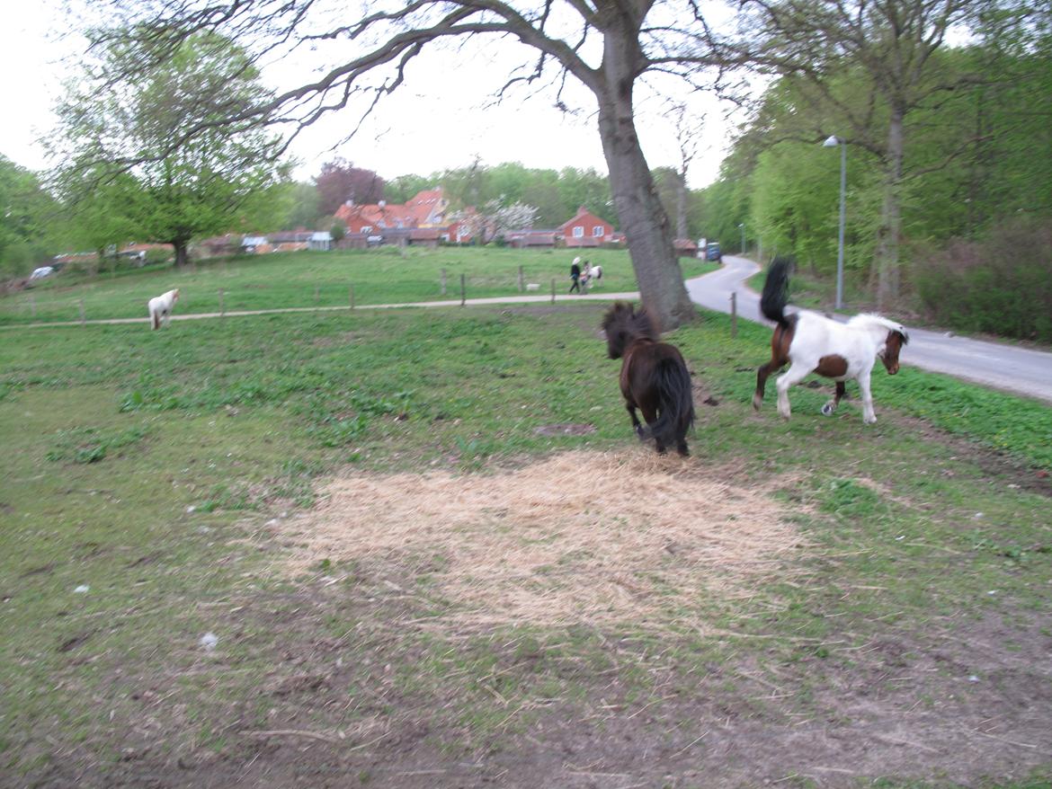 Shetlænder Smilla #Den farlige biavler! xD# - Smilla, sindsyg på fold.. :o (Dårlig kvalitet) billede 12