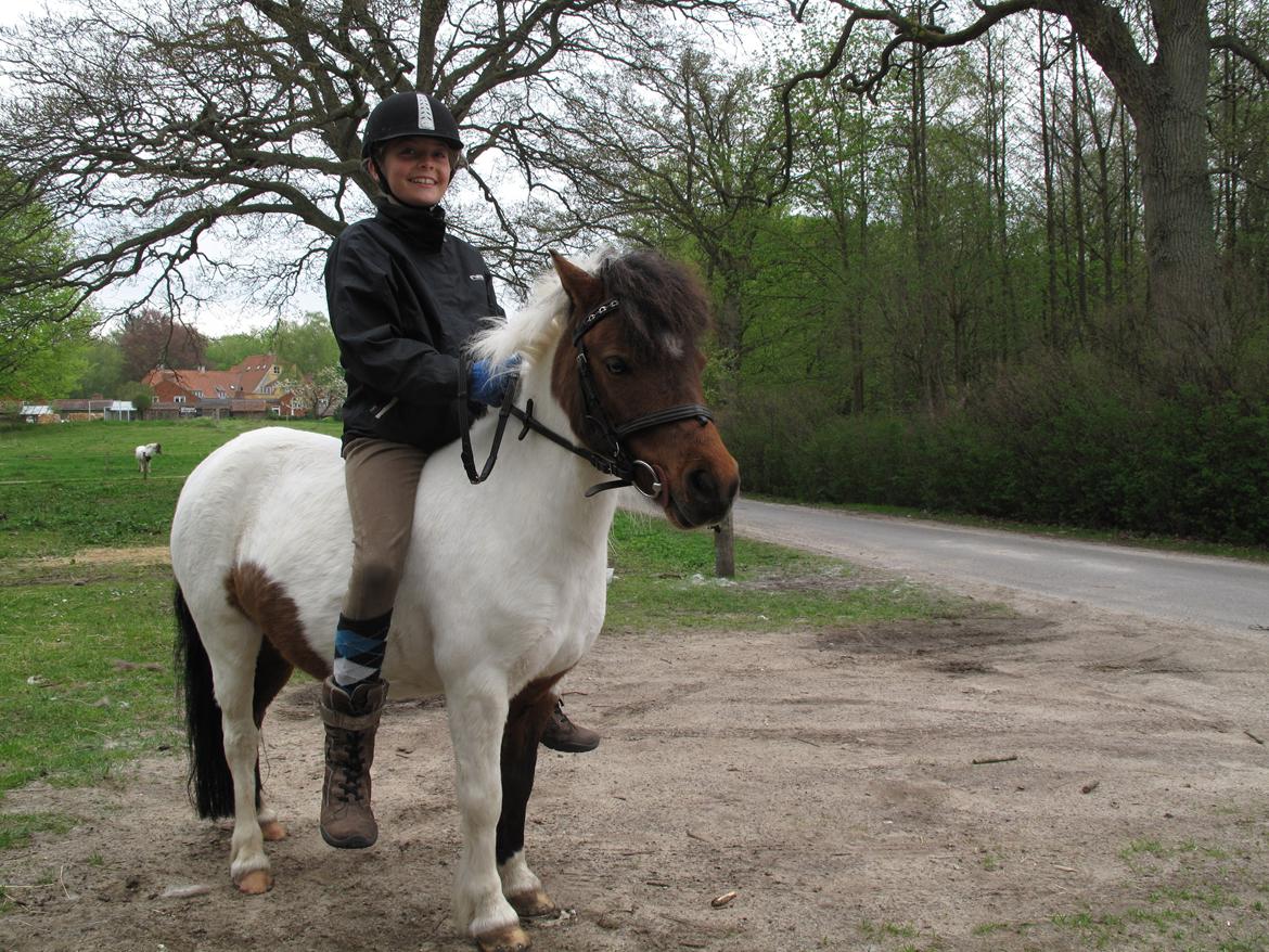Shetlænder Smilla #Den farlige biavler! xD# - På tur uden sadel:D billede 13