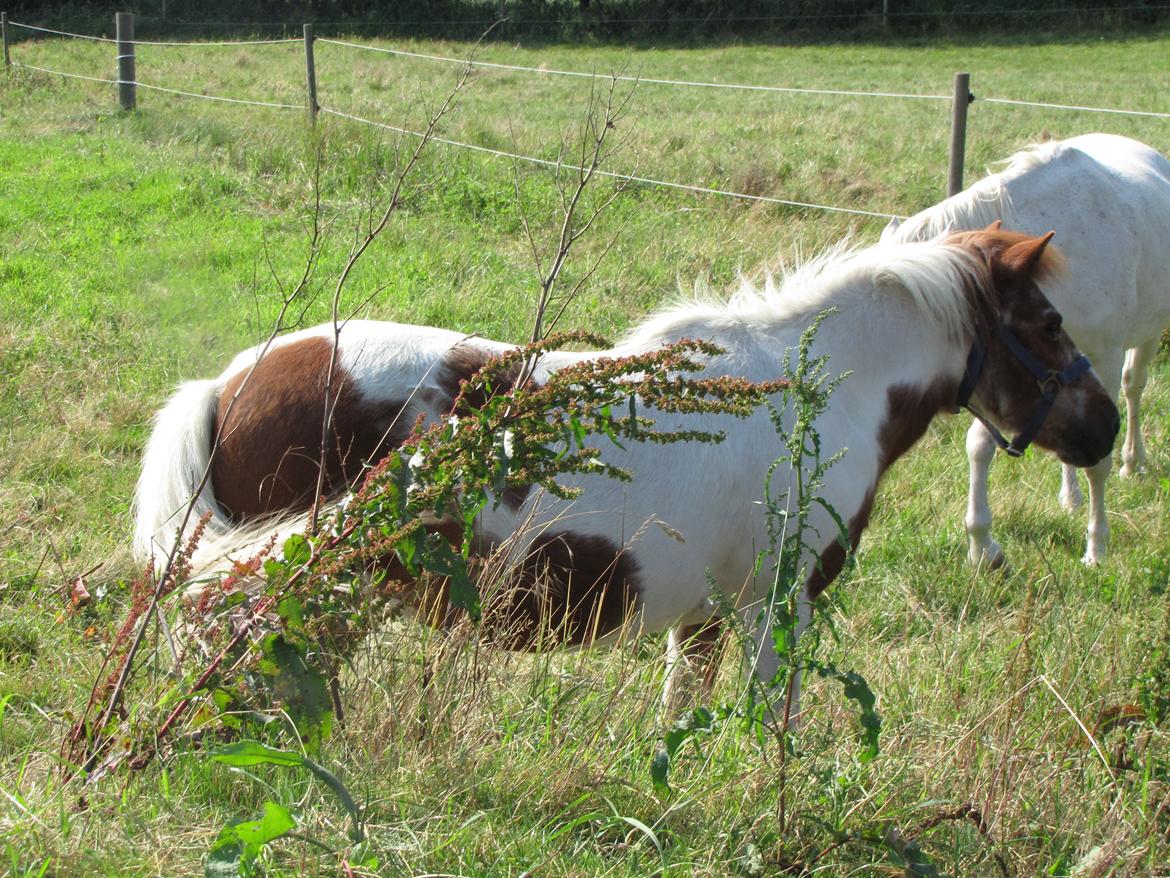 Anden særlig race Lotte [Lånepony] billede 22