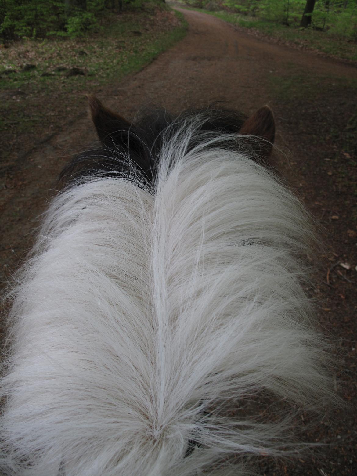 Shetlænder Smilla #Den farlige biavler! xD# - Smilla? Ja, det er Smilla.. billede 15