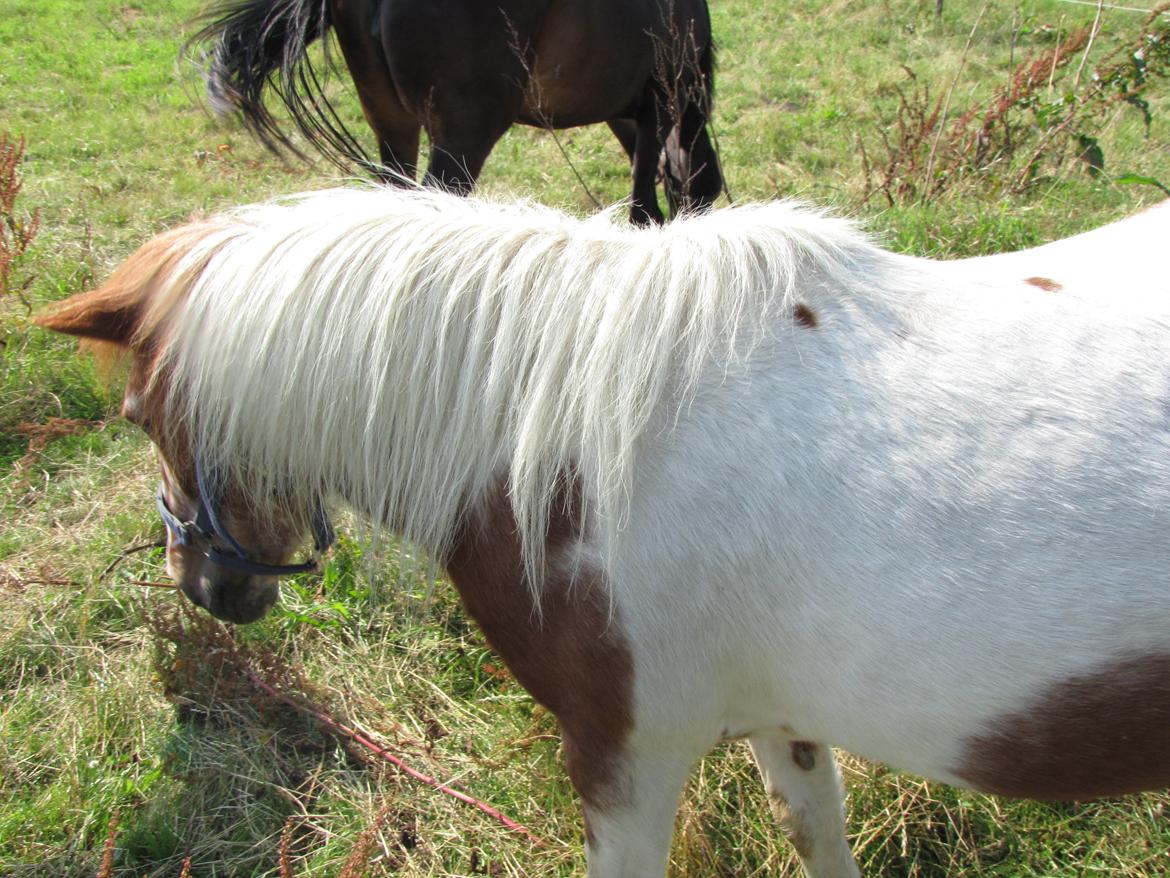 Anden særlig race Lotte [Lånepony] billede 23