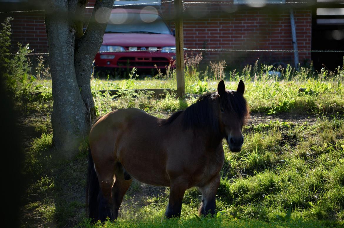 Jyde Hans - 10-07-2013 billede 8