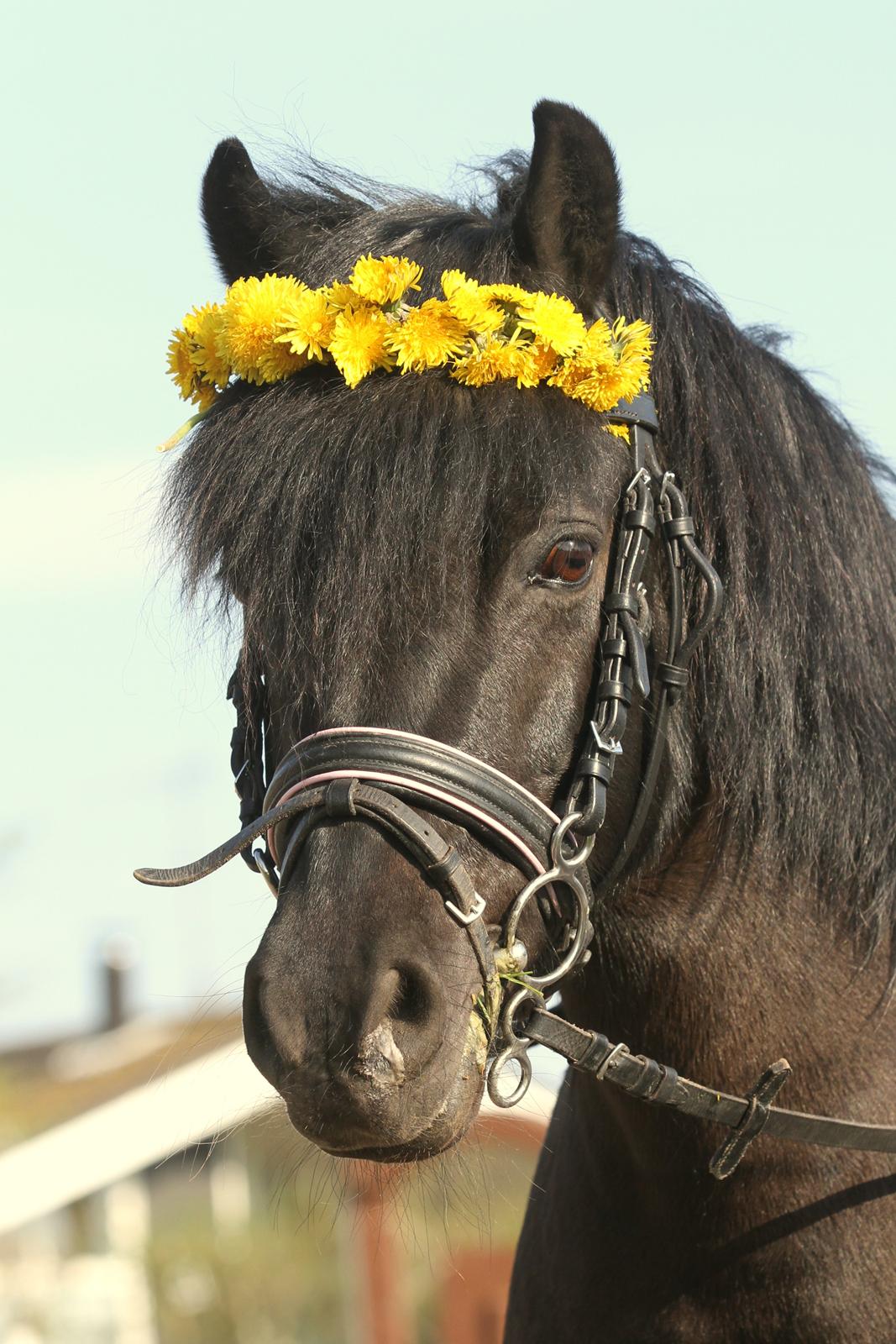 Welsh Pony (sec B) Papaya - er jeg ik´ fin billede 8
