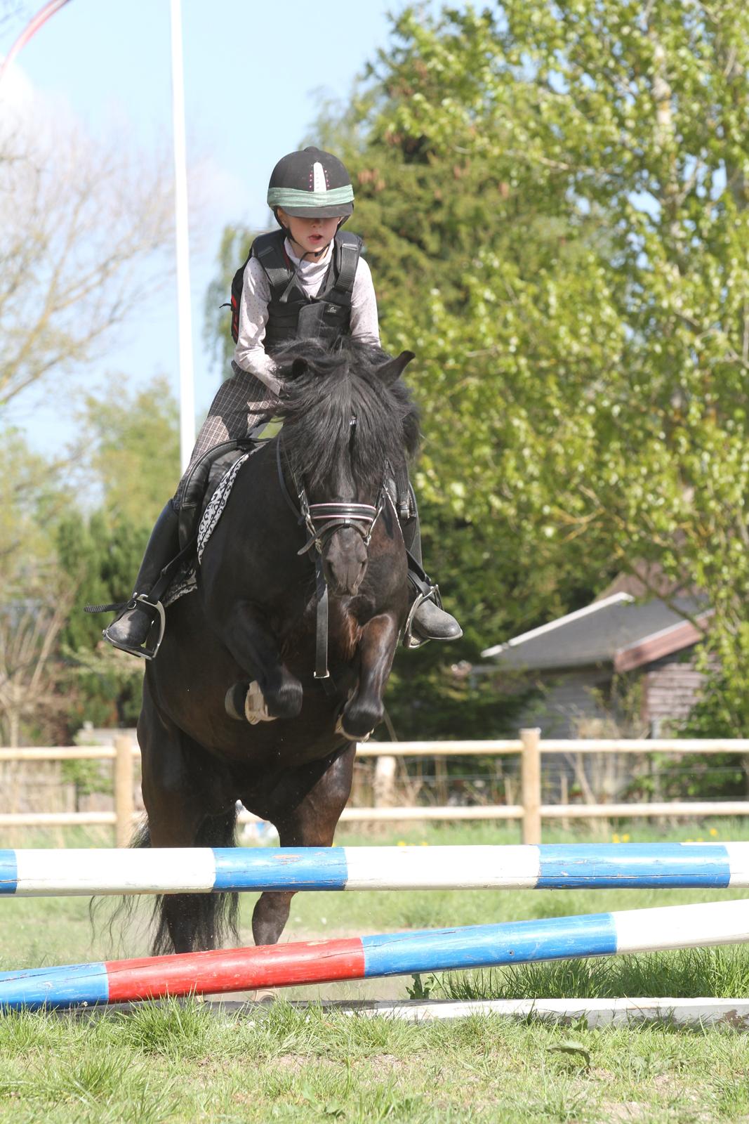 Welsh Pony (sec B) Papaya - nu er jeg endelig kommet op i højderne billede 9