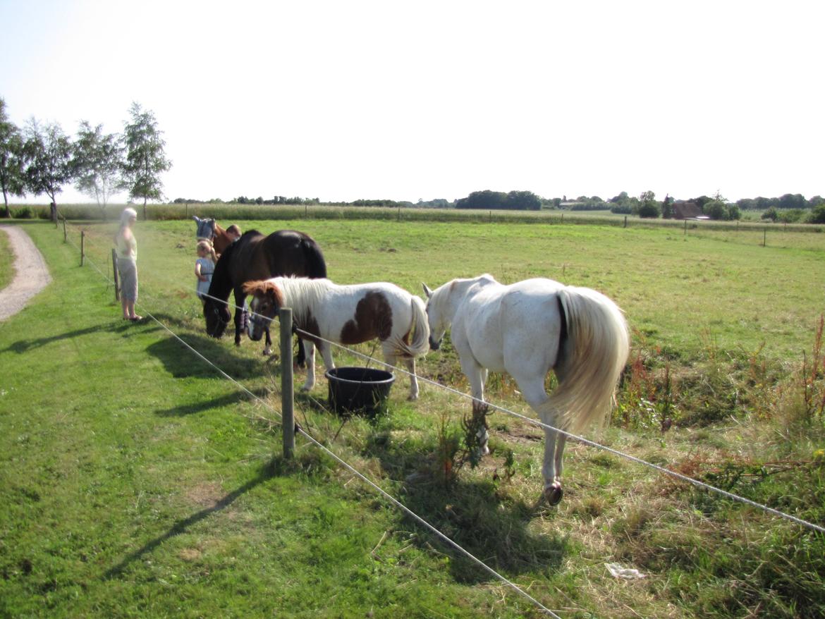 Anden særlig race Lotte [Lånepony] billede 28