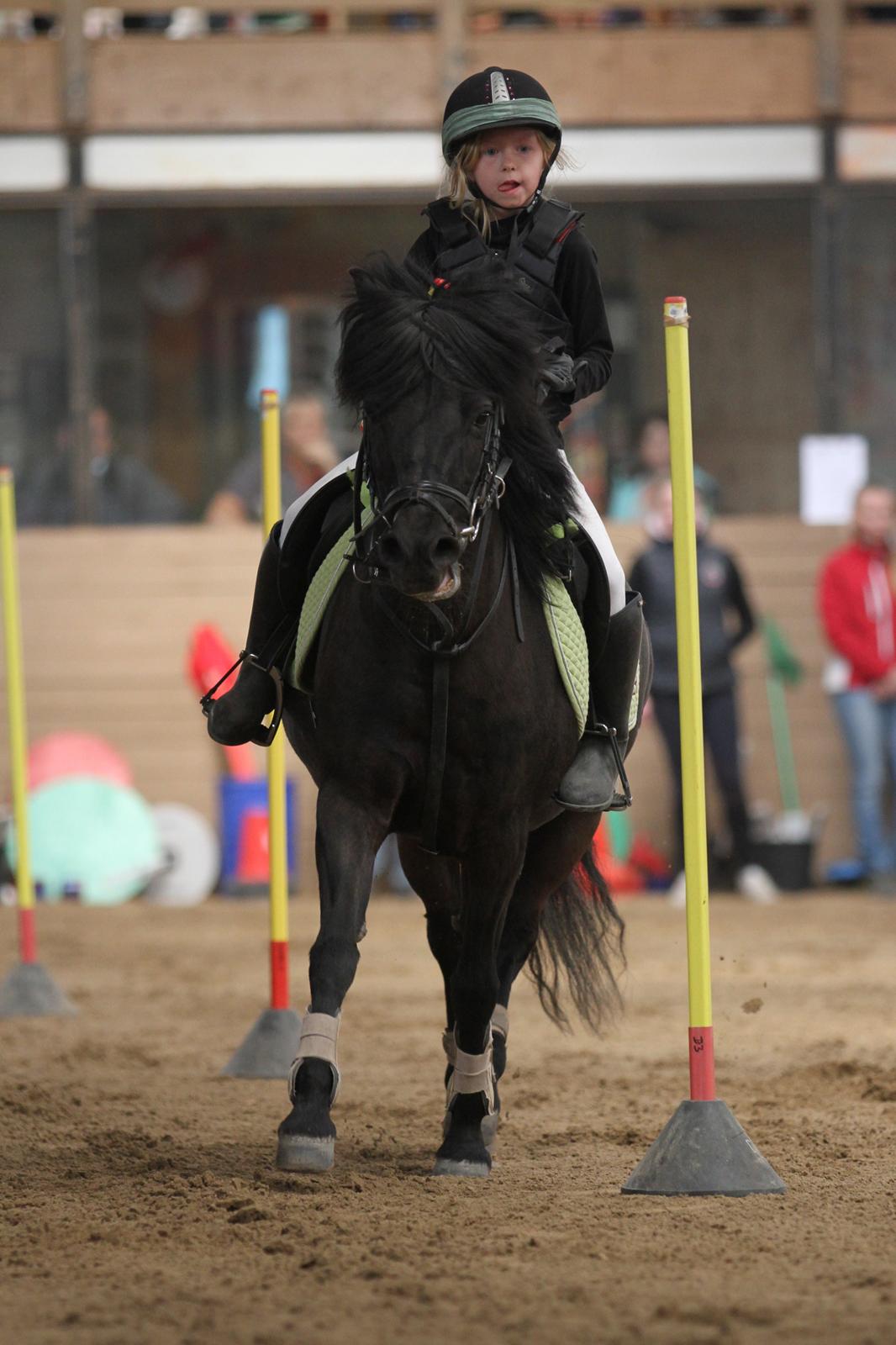 Welsh Pony (sec B) Papaya - kom så PAPAYA billede 10