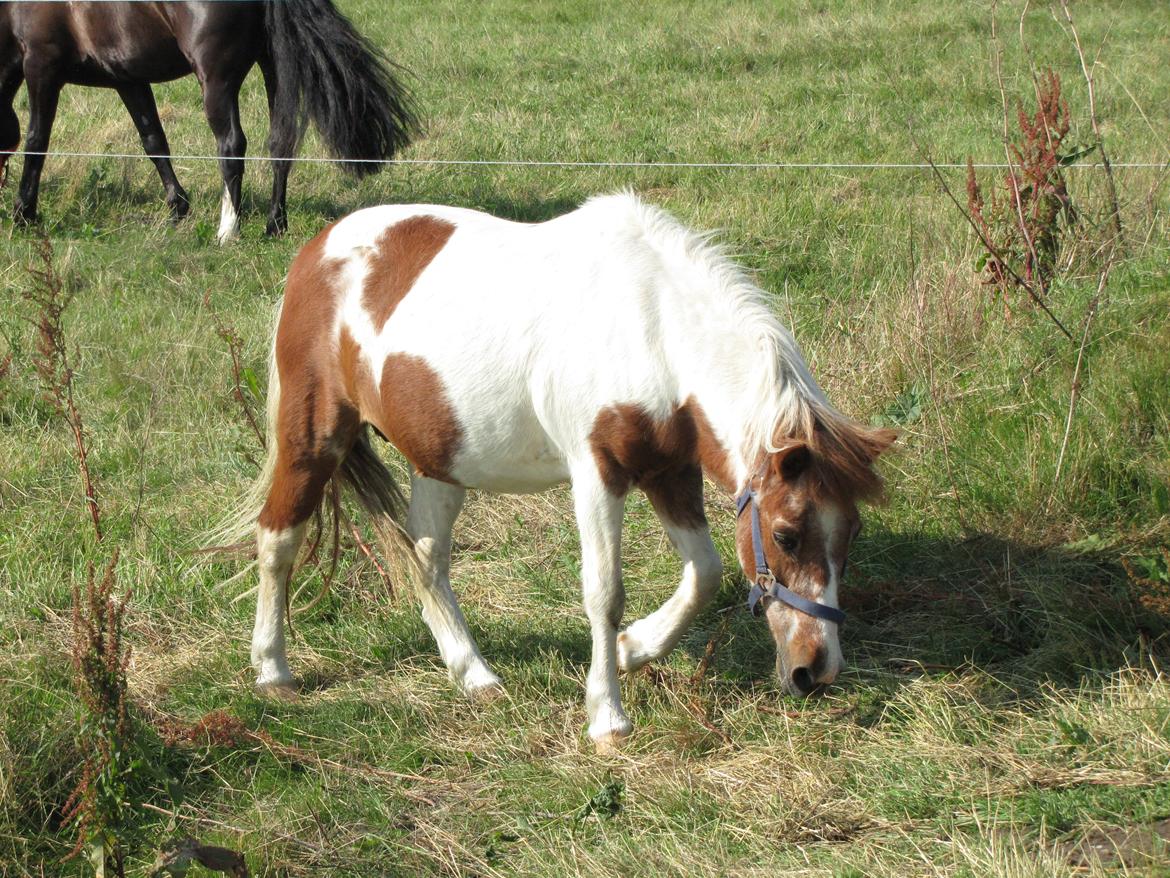 Anden særlig race Lotte [Lånepony] billede 30