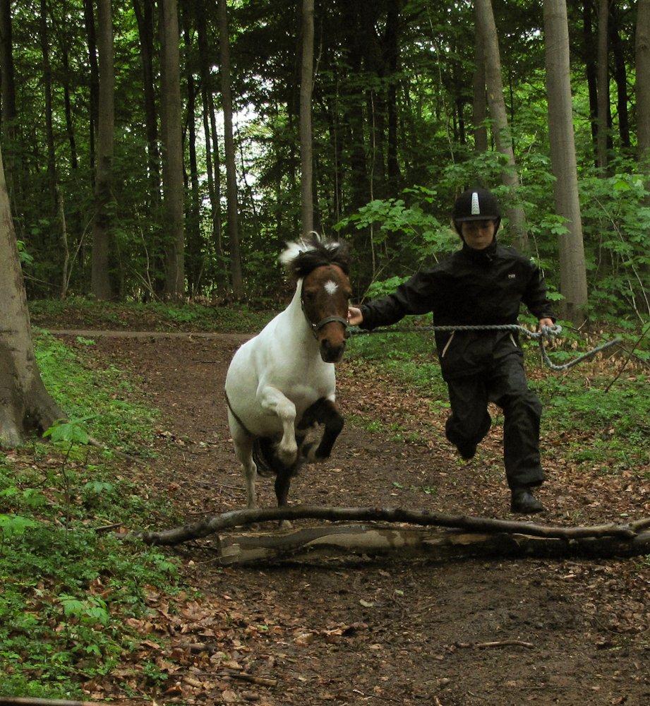 Shetlænder Smilla #Den farlige biavler! xD# - Kedeligt at vente på smeden, så tænkte det ville være sjover at springe:D
(Dårlig kvalitet) billede 7