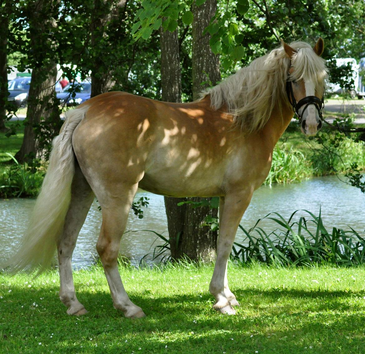 Haflinger LuLu Lakisha billede 3