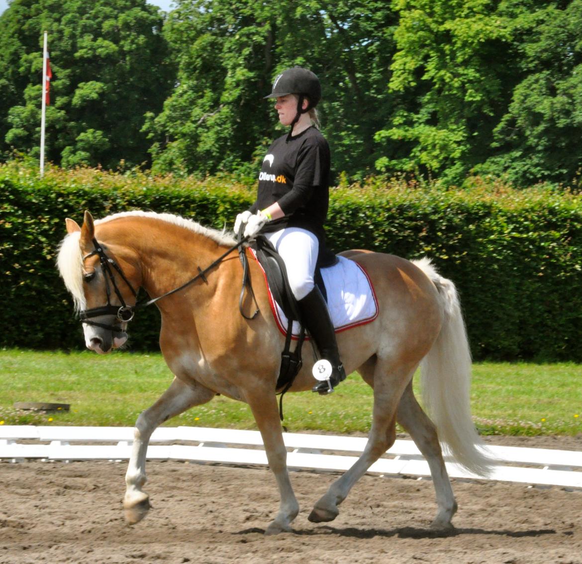 Haflinger LuLu Lakisha billede 6