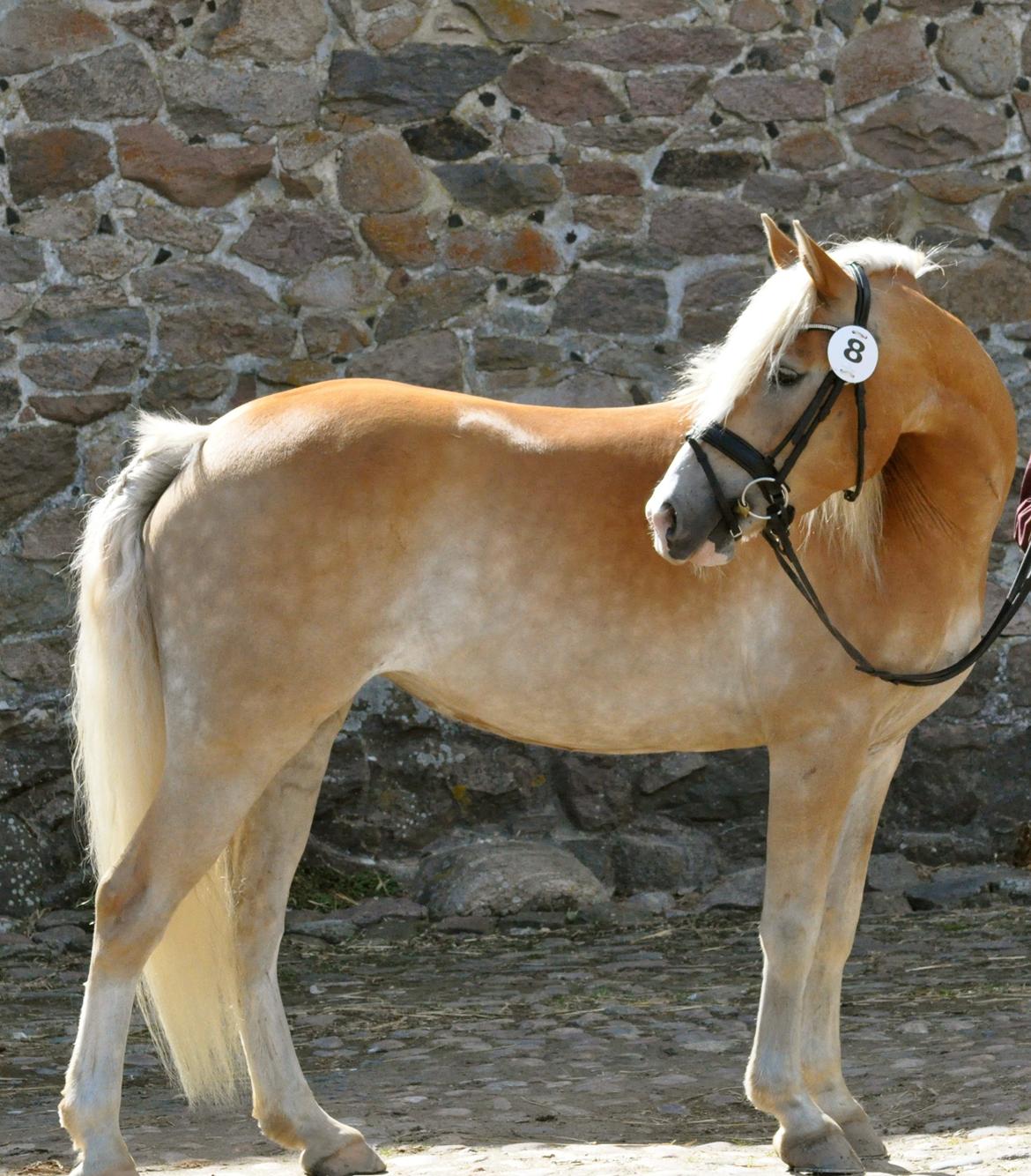 Haflinger LuLu Lakisha billede 9