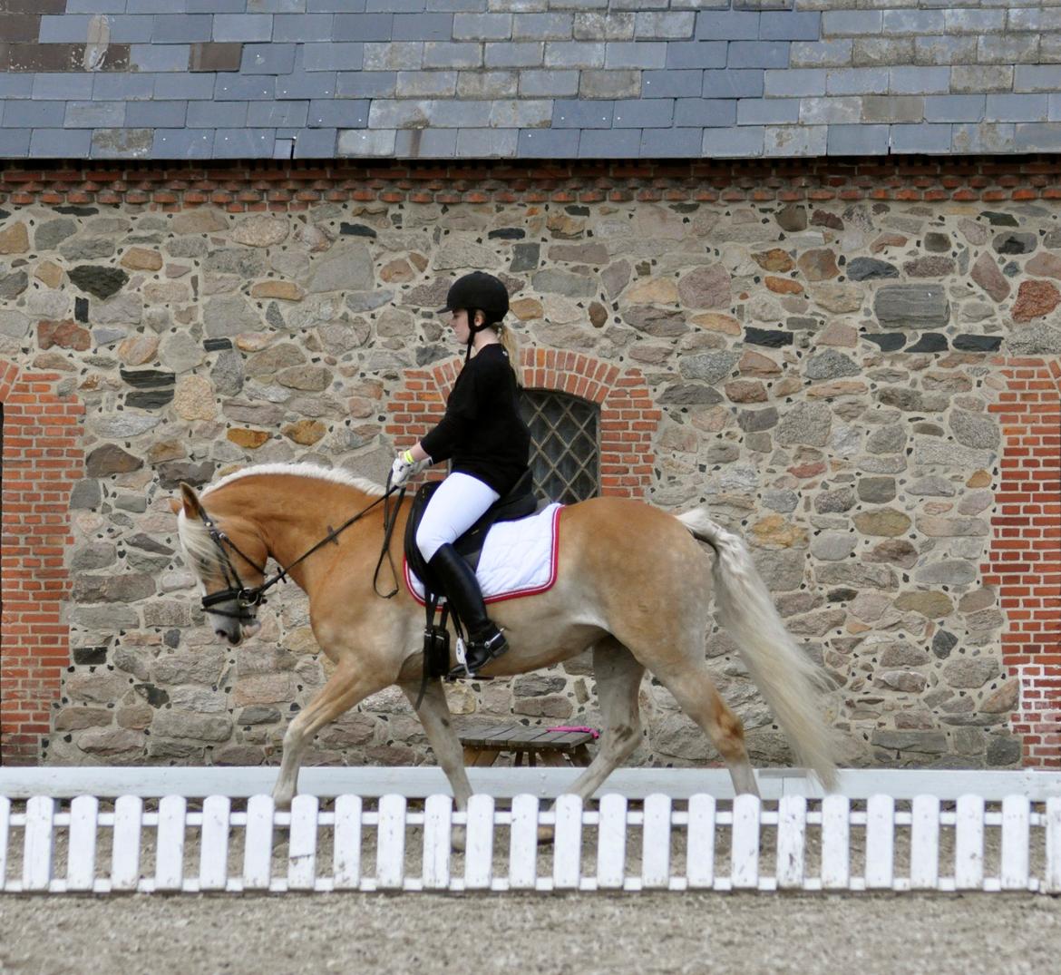 Haflinger LuLu Lakisha billede 4