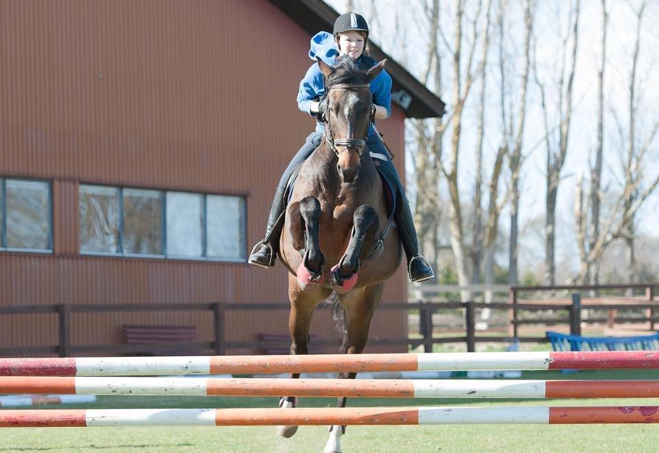 Dansk Varmblod - Adventure C. billede 8