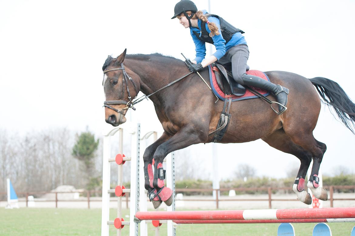 Dansk Varmblod - Adventure C. - Mokken bliver sur over jeg kommer ud af balance :P billede 13