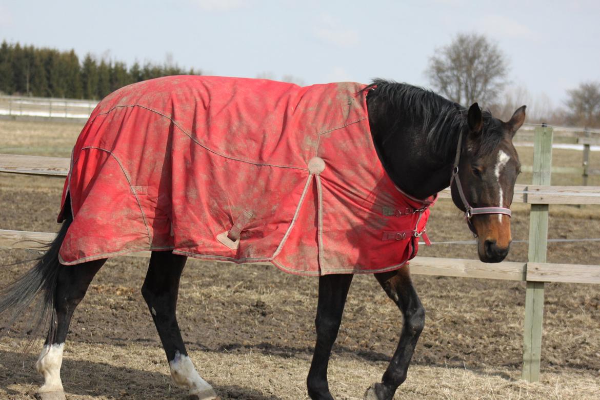 Dansk Varmblod - Adventure C. - Et foldbillede skal der da næsten også være :) billede 7