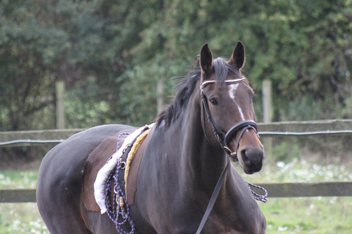 Dansk Varmblod - Adventure C. - Baby look! <3 billede 6