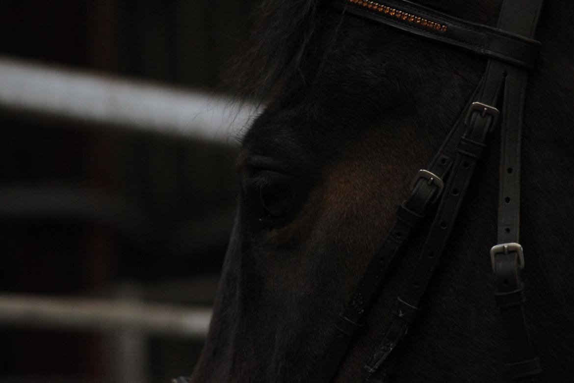 Dansk Varmblod - Adventure C. - <3 billede 10