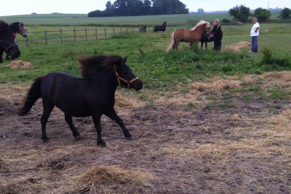 Shetlænder Ponyo fra Harekærgaard - Lidt for megen fart Pony? | Sommer 2013 billede 17