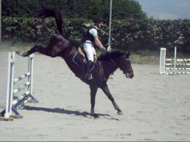 Hollandsk Varmblod Donghen W.H. - Donghen i 100 cm . klasse  billede 14